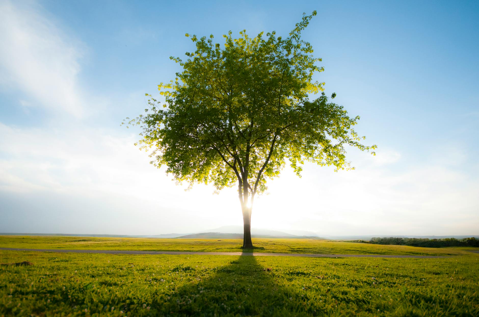 solitary tree in a serene sunlit landscape
